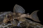 L136c Snowball Pleco - Image 2