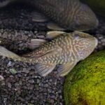L056 Chubby Pleco