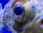 MBU Puffer - Image 3