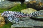 L174 Tiger Pleco