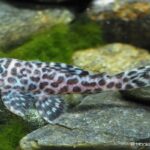 L174 Tiger Pleco