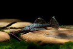 L264 Sultan Pleco (Leporacanthicus heterodon) - Image 3