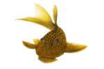 L200a Green Phantom Pleco (High Fin)