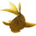 L200a Green Phantom Pleco (High Fin)