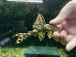 L075 Candy Striped Pleco
