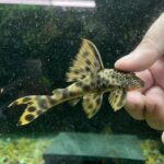 L075 Candy Striped Pleco