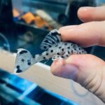 L264 Sultan Pleco (Leporacanthicus heterodon)
