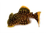 L177 Gold Nugget Pleco (Large) - Image 2