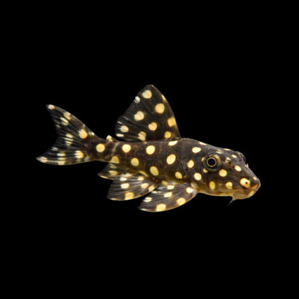 L471 - Dwarf Snowball Pleco