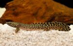 Ornate Bichir - Image 2