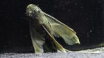 Green Dragon - Image 2