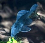 L239 Blue Panaque Pleco - Image 3