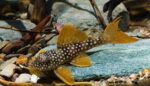 L74 Gold Nugget Pleco (Small) - Image 3