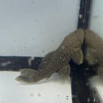 L056 Chubby Pleco - Image 2