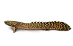 Ornate Bichir - Image 3