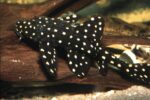 L155 Pleco (Peckoltia braueri)