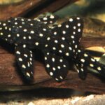L155 Pleco (Peckoltia braueri)