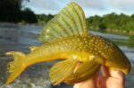 L200a Green Phantom Pleco (High Fin) - Image 2