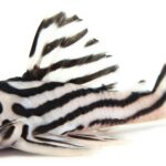 L046 zebra Pleco (3cm-5cm)