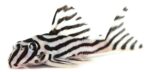L046 zebra Pleco (3cm-5cm)