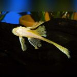 Albino L144 Longfin