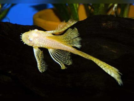 Albino L144 Longfin