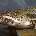 Ornate Bichir