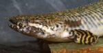 Ornate Bichir