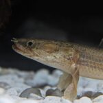 Bichir Lapradei