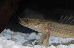 Bichir Lapradei