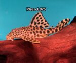 L075 Candy Striped Pleco - Image 2