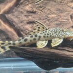 LDA75 Mustard Spot Pleco