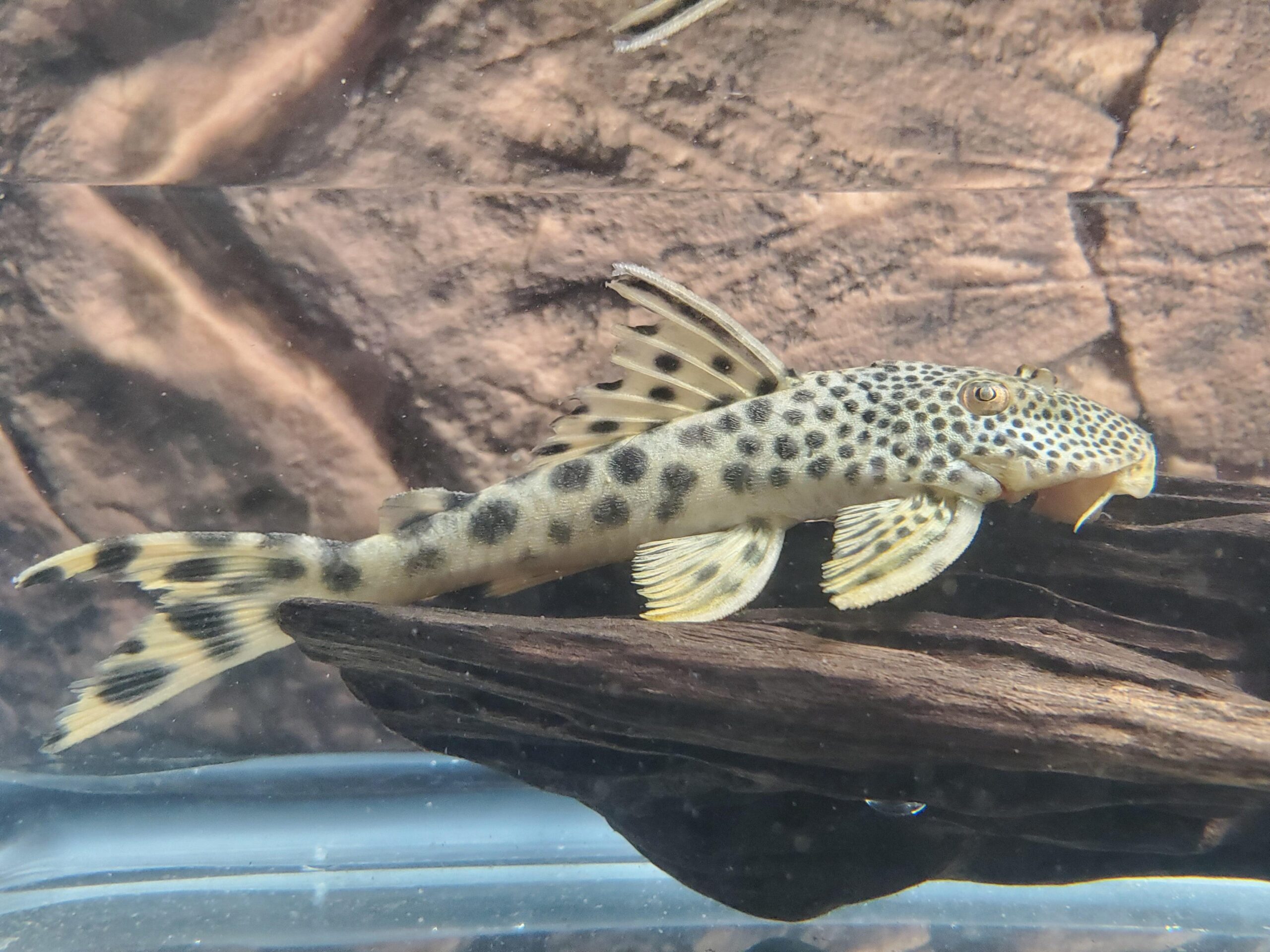 muyeCBQmvN-bOuFFqakCHqbRlsRcuf92ELLnL7s3VdqMgXckxCV4k0n3dhBZaWa6zcUJKgrFT9Cc7ceYZz0o501F9oYnlIhWNUTGTXNT2v2NrbKxBUC3eEZPhSgqf4xDsyX4DJ1EpvgLCJtyba62GzOdQdzaesaqDAlxbcdBt6_1dncgPajg5V7ENH0m_kbu LDA75 Mustard Spot Pleco - Image 1