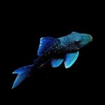 L128 Blue Phantom Pleco