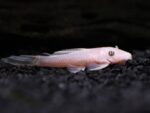 Long fin Snow white bristlenose pleco - Image 2