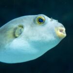 Albino Fahaka Puffer Fish