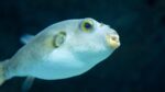 Albino Fahaka Puffer Fish