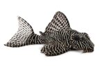 L263 Bar Tail Pleco - Image 3