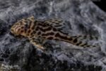 L174 Tiger Pleco - Image 2
