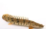 Bichir Endlicheri - Image 4
