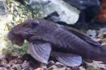 L239 Blue Panaque Pleco - Image 2