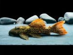 L273 Pleco (Panaqolus sp.)