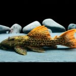 L273 Pleco (Panaqolus sp.)