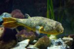 MBU Puffer - Image 2