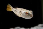 Albino Fahaka Puffer Fish - Image 3