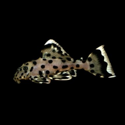 Sultan Pleco