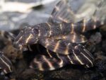L204 Flash Pleco - Image 2