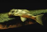 L136c Snowball Pleco