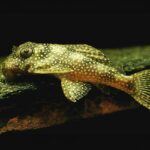 L136c Snowball Pleco