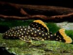 L177 Gold Nugget Pleco (Large)